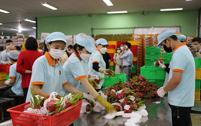 Công ty TNHH Hoàng Phát Fruit (thị trấn Tầm Vu, huyện Châu Thành, tỉnh Long An) đóng hàng xuất khẩu thanh long. (Ảnh THANH PHONG)