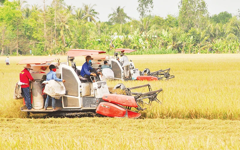 Thu hoạch lúa tại xã Hậu Mỹ Trinh, huyện Cái Bè, tỉnh Tiền Giang. (Ảnh NGUYỄN SỰ)