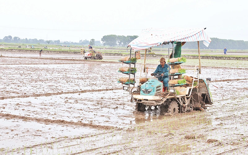 Việc sử dụng máycấy giúp nông dân Hà Nam giảm chi phí và ngày công lao động.