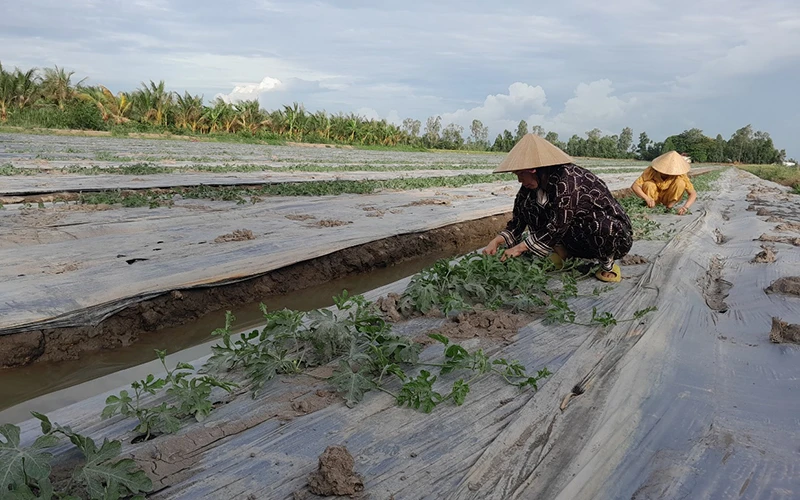 Mô hình trồng dưa Kim Hồng Ngọc trên đất lúa.