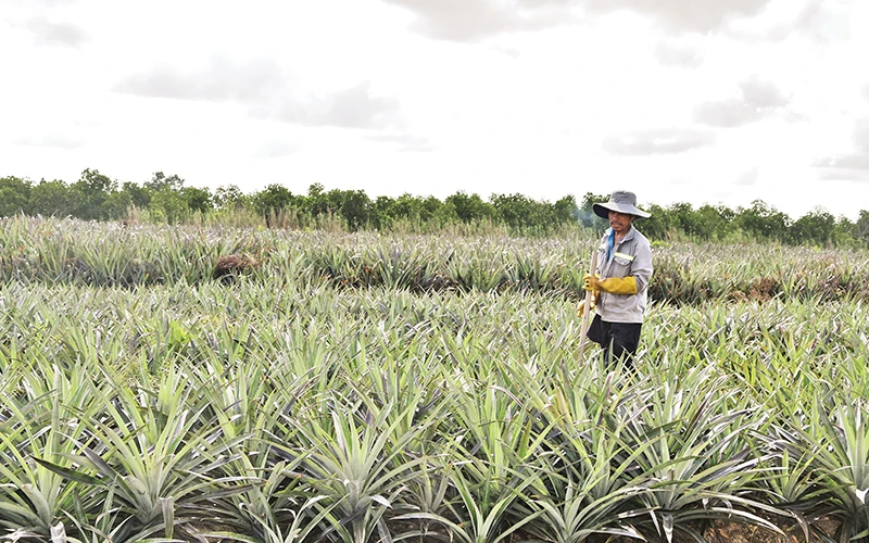 Ông Hồ Văn Oanh chăm sóc ruộng khóm tại xã Tân Lập 1, huyện Tân Phước, tỉnh Tiền Giang.