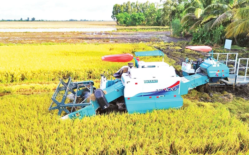 Thu hoạch lúa phát thải thấp ở Hợp tác xã Tiến Thuận, xã Thạnh An, huyện Vĩnh Thạnh, thành phố Cần Thơ.