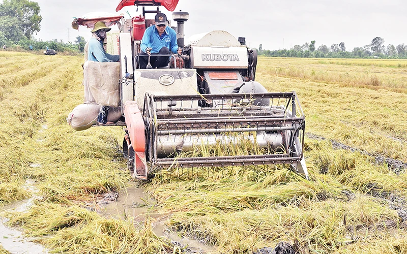 Đất sình lầy, lúa ngã đổ khiến cho tiến độ thu hoạch lúa ở xã Hậu Mỹ Bắc A, huyện Cái Bè, tỉnh Tiền Giang bị chậm.