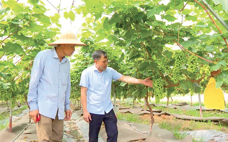 Mô hình trồng nho sữa Hàn Quốc ở xã An Sinh, thị xã Đông Triều, phát triển tốt, phù hợp với thổ nhưỡng.