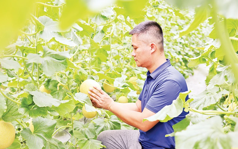 Mô hình trồng dưa lưới ứng dụng công nghệ cao, giảm chi phí sản xuất tại thôn Gốc Quéo, xã Kháng Nhật, huyện Sơn Dương (Tuyên Quang).