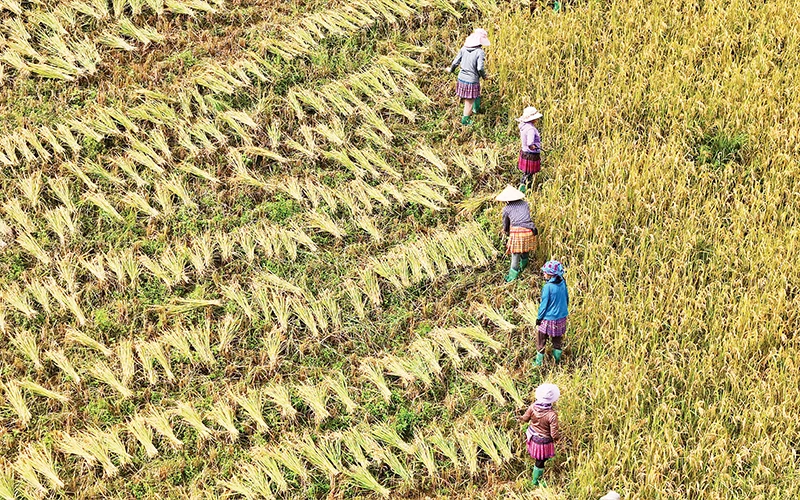 Người dân tranh thủ gặt lúa.