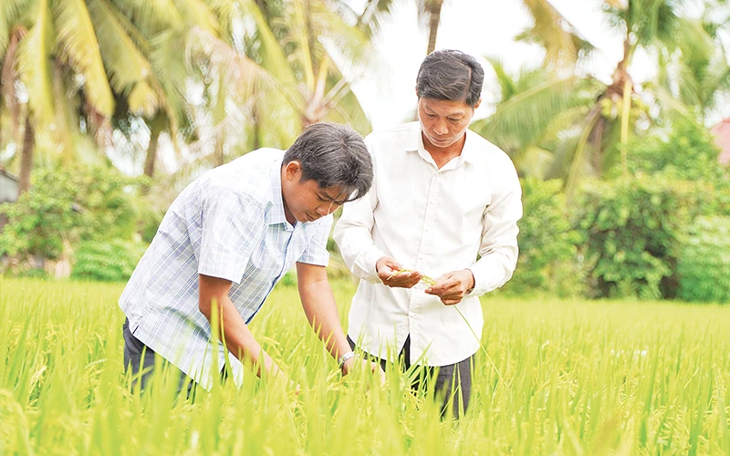 Nông dân Hợp tác xã Dịch vụ Nông nghiệp Thắng Lợi (huyện Tháp Mười, tỉnh Đồng Tháp) thăm lúa sản xuất thí điểm thực hiện Đề án 1 triệu héc-ta lúa chất lượng cao, phát thải thấp.