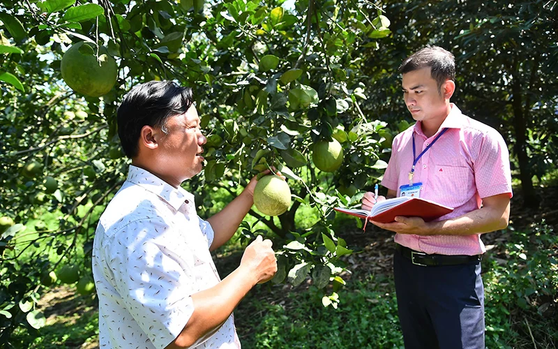 Cán bộ công chức huyện Bắc Tân Uyên (tỉnh Bình Dương) trao đổi kỹ thuật chăm cây ăn trái với người dân. (Ảnh MỸ HÀ)