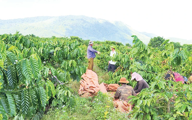 Người dân xã Đăk Krong, huyện Đăk Đoa vào cao điểm mùa thu hoạch cà-phê.