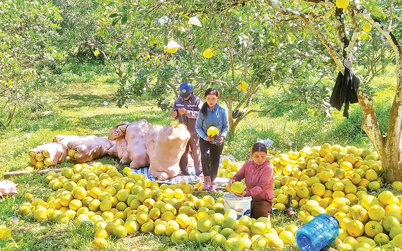 Thu hoạch bưởi ở Kim Hóa, huyện Tuyên Hóa, tỉnh Quảng Bình.