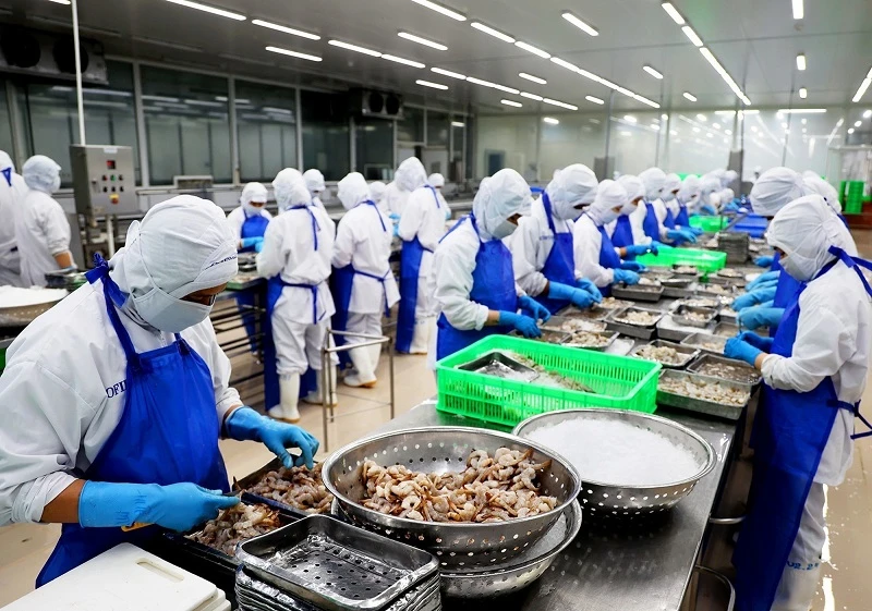 Sơ chế tôm xuất khẩu tại Công ty Phát triển Kinh tế Duyên Hải - COFIDEC, Khu công nghiệp Vĩnh Lộc, huyện Bình Chánh, Thành phố Hồ Chí Minh. 