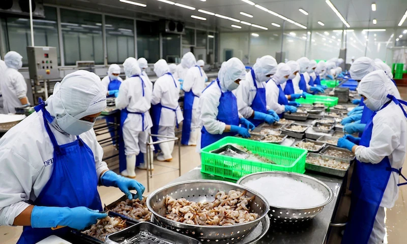 Sơ chế tôm xuất khẩu tại Công ty Phát triển kinh tế Duyên Hải, Khu công nghiệp Vĩnh Lộc, huyện Bình Chánh, Thành phố Hồ Chí Minh