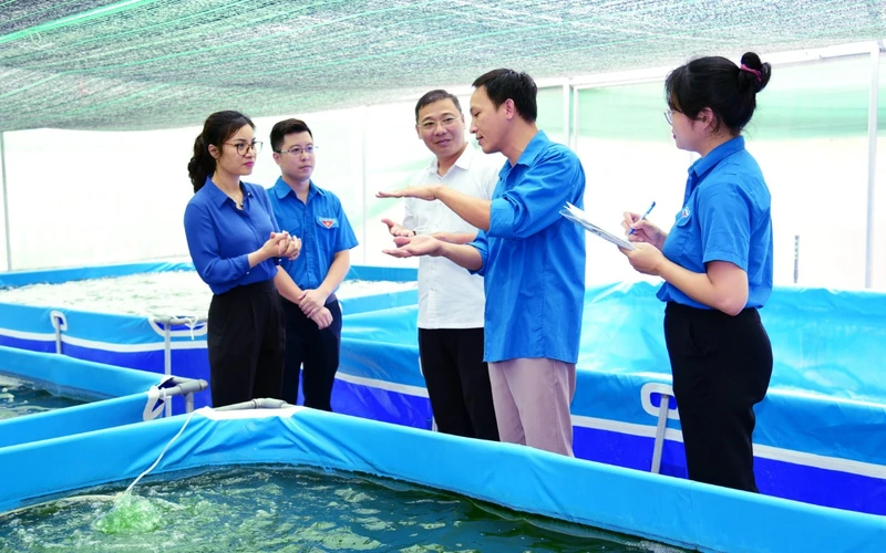 Cán bộ Tỉnh đoàn Ninh Bình kiểm tra, thẩm định mô hình nuôi trồng tảo xoắn Spirulinna tại xã Đông Sơn, thành phố Tam Điệp. Ảnh: tinhuyninhbinh.vn