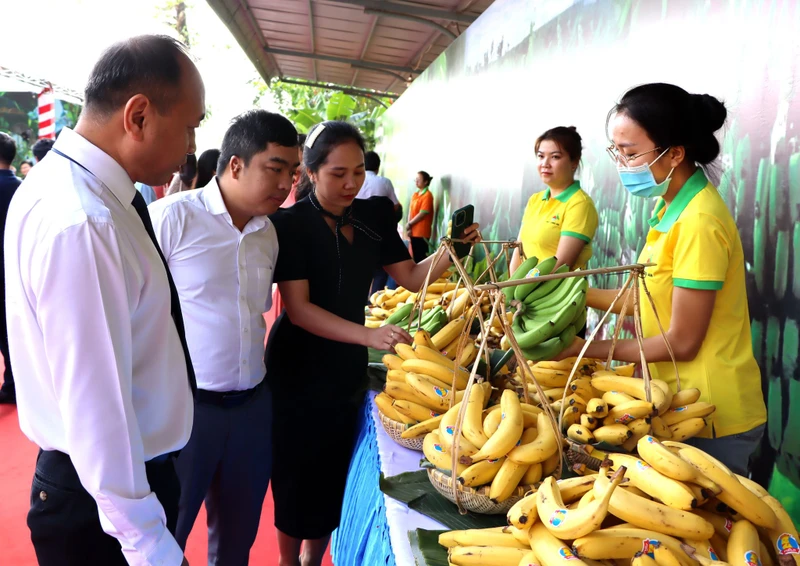 Chuối tươi Đồng Nai đang có nhiều cơ hội xuất khẩu sang thị trường Trung Quốc. Ảnh: NGUYỄN VƯƠNG