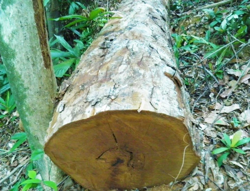 Cây gỗ tự nhiên trong lâm phận rừng phòng hộ Quảng Ninh bị khai thác trái phép. Ảnh: Hương Giang