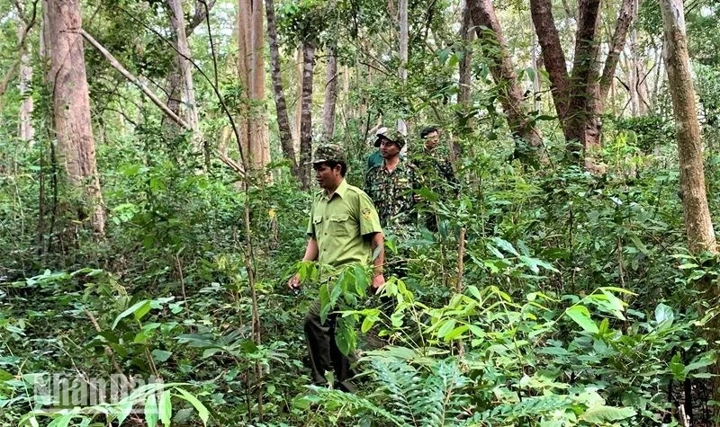 Lực lượng Kiểm lâm Khu Bảo tồn thiên nhiên Ea Sô tuần tra bảo vệ rừng.