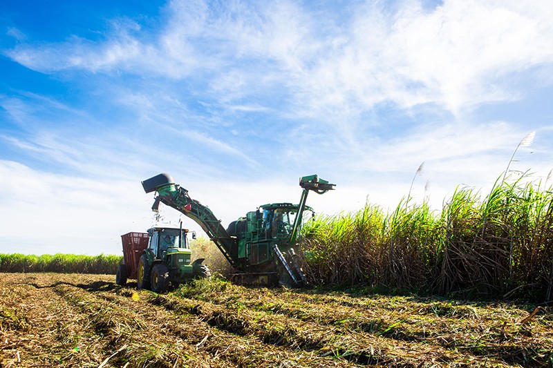 TTC Agris cùng nông dân hứng khởi bắt đầu vụ thu hoạch mía 2023-2024