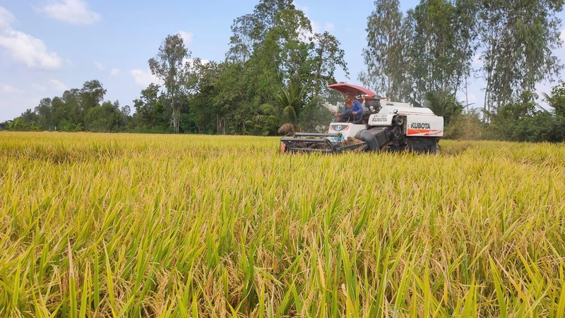 Thu hoạch lúa tại đồng bằng sông Cửu Long.