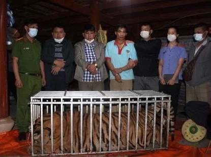 Các đối tượng có hành vi tàng trữ, giết mổ cá thể hổ bị cơ quan Công an huyện Điện Biên (tỉnh Điện Biên) bắt giữ. (Ảnh: XUÂN TƯ)