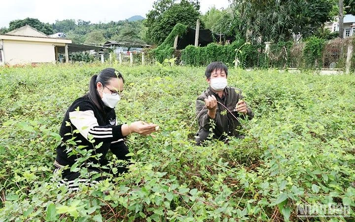 Trồng bảo tồn giống cây dược liệu kim ngân tại Trung tâm Giống cây trồng Đạo Đức, tỉnh Hà Giang. (Ảnh: KHÁNH TOÀN)