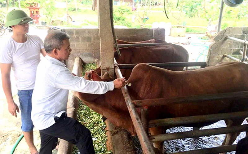 Tiêm vắc-xin phòng bệnh cho gia súc tại hộ chăn nuôi ở xã Cảm Nhân, huyện Yên Bình, tỉnh Yên Bái. (Ảnh HỒNG DUYÊN)