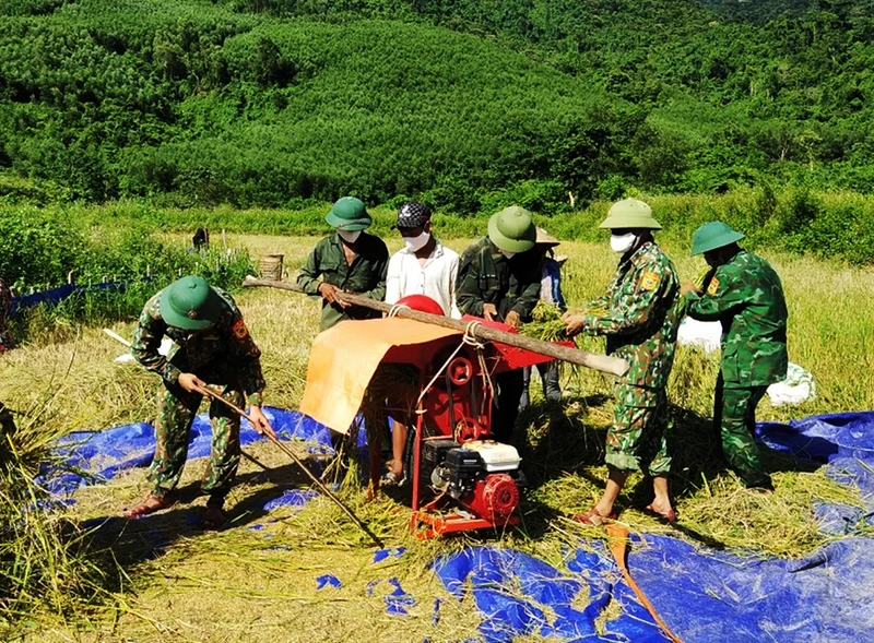 Bộ đội Biên phòng tỉnh Quảng Bình giúp dân thu hoạch lúa. (Ảnh: CHÂU THANH/qdnd.vn)