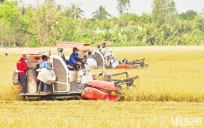 Thu hoạch lúa hè thu tại xã Hậu Mỹ Trinh, huyện Cái Bè, Tiền Giang. (Ảnh NGUYỄN SỰ)