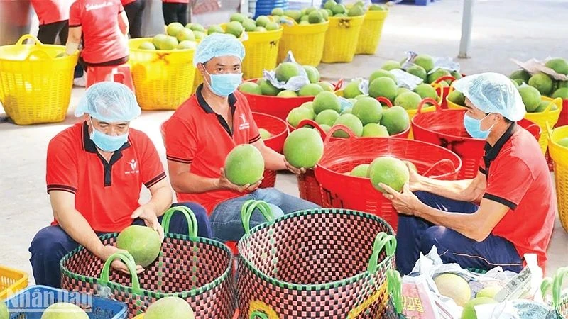 Kiểm tra trái cây trước khi xuất khẩu tại Công ty Vina T&T Group. (Ảnh MINH HÀ)