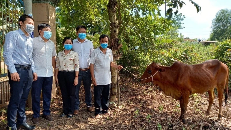 Hội Nông dân Thành phố Hồ Chí Minh trao phương tiện sinh kế (bò giống) cho hộ nông dân nghèo.