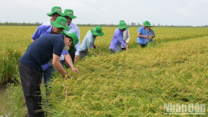 Nông dân tham quan đánh giá giống lúa ĐS1 của Vinarice trên cánh đồng liên kết bao tiêu sản phẩm 50 ha tại huyện Tam Nông, tỉnh Đồng Tháp.