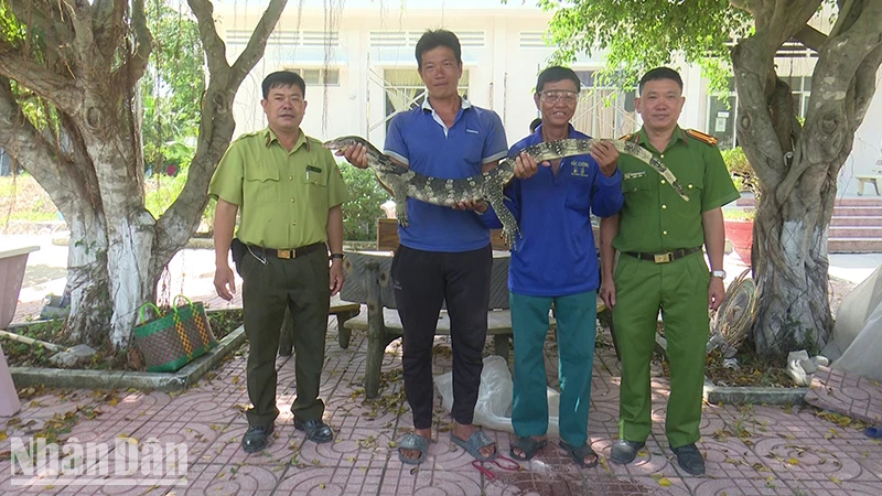 Hạt kiểm lâm liên huyện Tam Nông-Tân Hồng (bìa trái) tiếp nhận cá thể kỳ đà hoa. (Ảnh: THÙY DUNG)