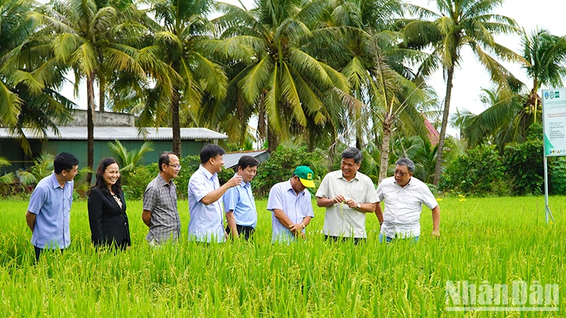 Thứ trưởng Nông nghiệp và Phát triển nông thôn Trần Thanh Nam khảo sát thực địa mô hình sản xuất lúa tại Hợp tác xã Thắng Lợi. (Ảnh: HỮU NGHĨA)