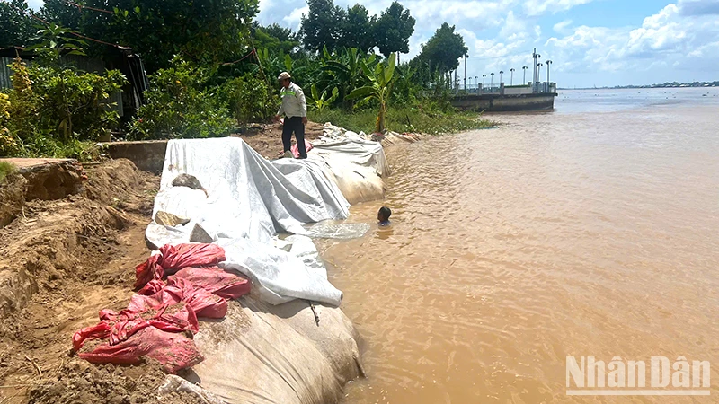 Lực lượng chức năng đang gia cố đoạn sạt lở khu vực tổ 27, khóm 4, phường 11, thành phố Cao Lãnh. (Ảnh: HỮU NGHĨA)