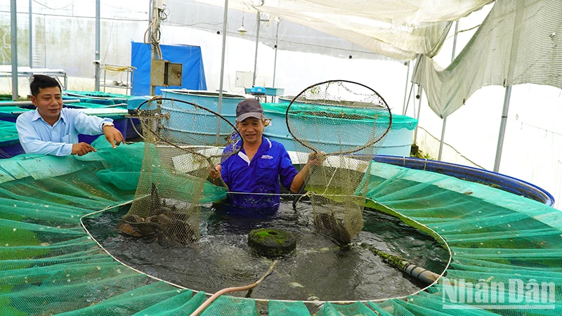 Mô hình trồng rau thủy canh kết hợp nuôi cá hữu cơ tại Công ty TNHH Nông sản Đồng Tháp AQUA. (Ảnh: HỮU NGHĨA)