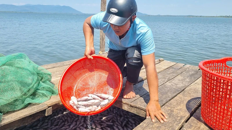 Cá chết trắng bè nuôi ở lòng hồ thủy lợi Ia Mơ chưa rõ nguyên nhân.