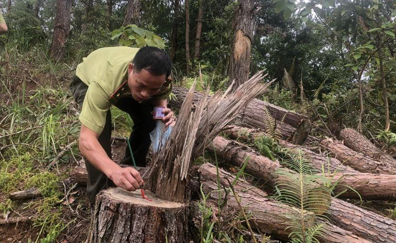 Lực lượng kiểm lâm tỉnh Điện Biên kiểm tra việc phá rừng tại xã Tỏa Tình, huyện Tuần Giáo.