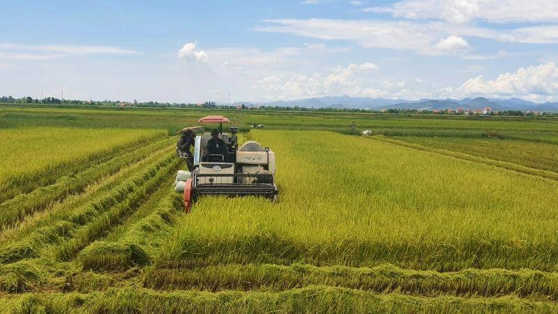 Nông dân huyện Quảng Ninh (Quảng Bình) thu hoạch lúa hè thu.