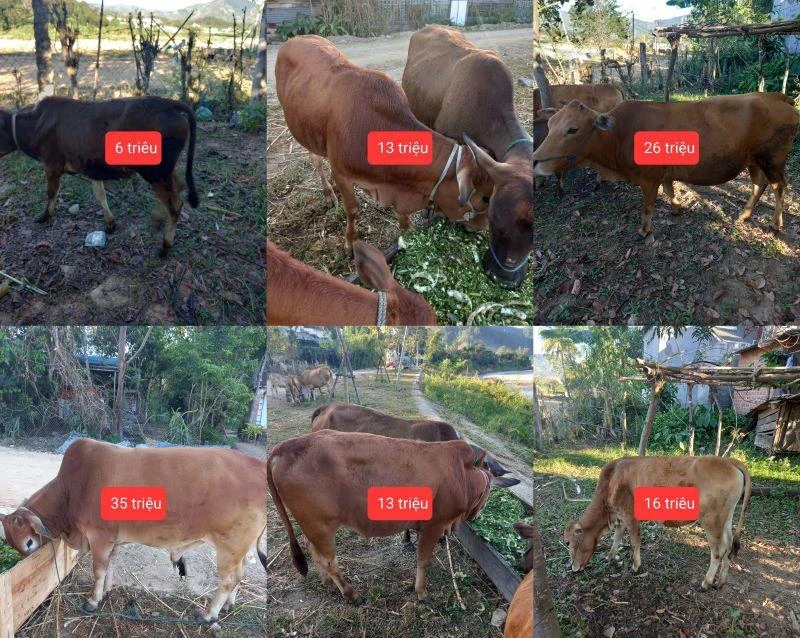 Đàn gia súc của đồng bào dân tộc thiểu số huyện Đắk Glei được định giá để khách hàng lựa chọn.