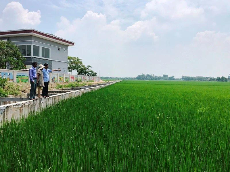 Khu vực trồng lúa hữu cơ của xã Đồng Phú, huyện Chương Mỹ.