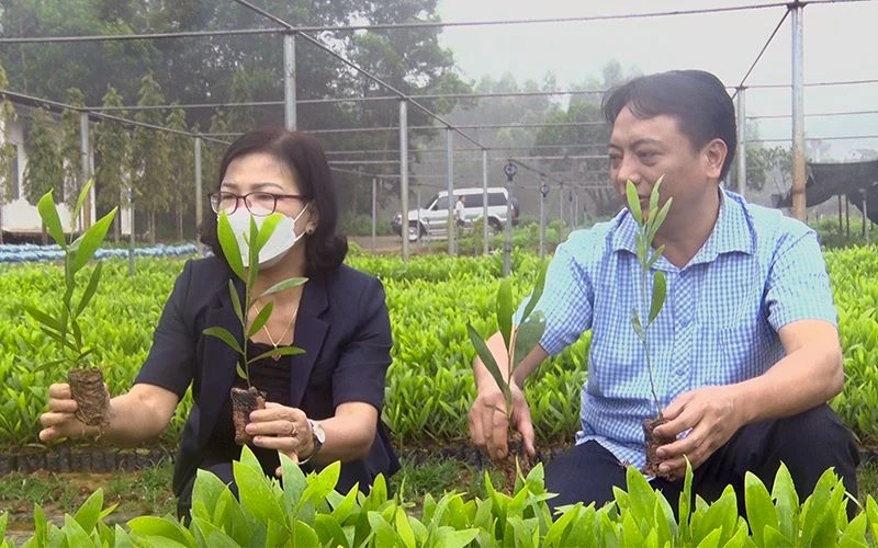 Lãnh đạo Sở Nông nghiệp và Phát triển nông thôn tỉnh Tuyên Quang kiểm tra chất lượng cây giống.