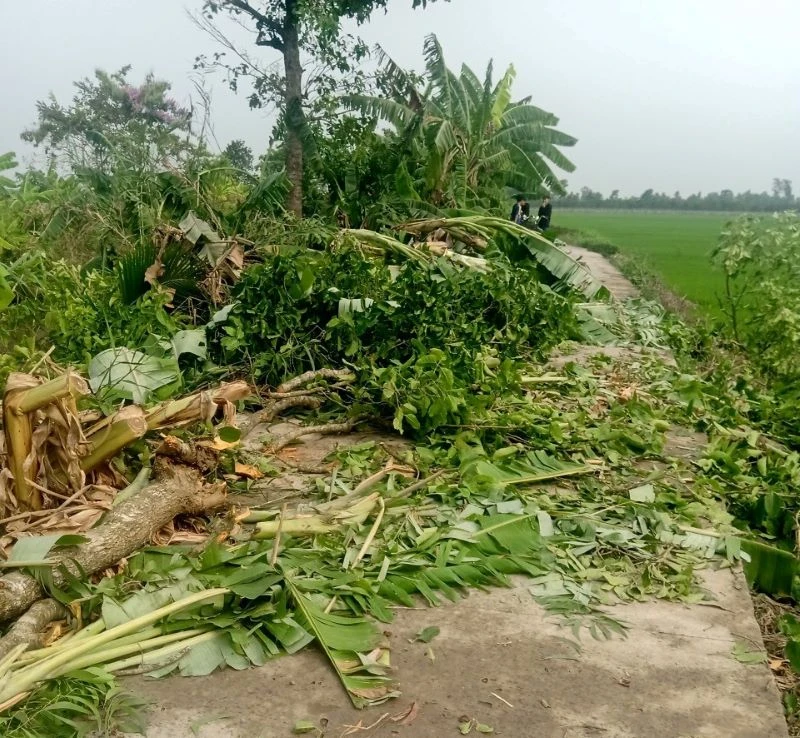 Mưa lớn kèm theo gió giật mạnh đã làm ngã đổ nhiều cây ăn trái trên địa bàn huyện Cai Lậy và thị xã Cai Lậy.