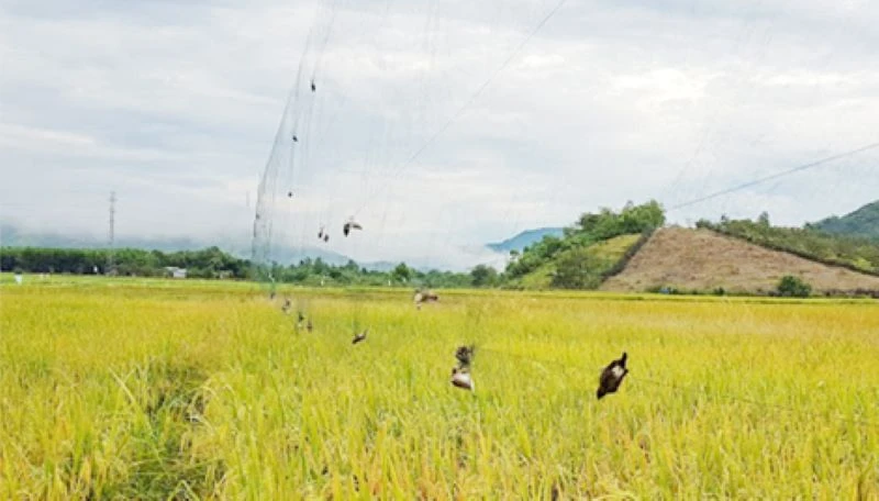 Tình trạng săn bắt chim yến theo kiểu tận diệt xảy ra ở nhiều địa phương. (Ảnh: baochinhphu.vn)