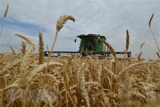 Thu hoạch lúa mì trên cánh đồng ở Stavropol, Nga. (Ảnh: AFP/TTXVN)
