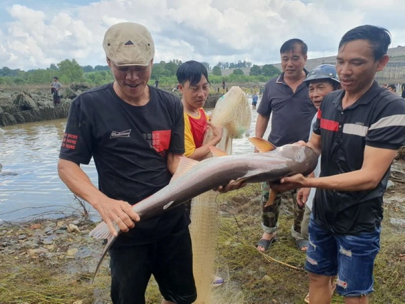 Người dân vui mừng bắt được con cá lớn sau khi Thủy điện Trị An ngưng xả nước qua tràn.