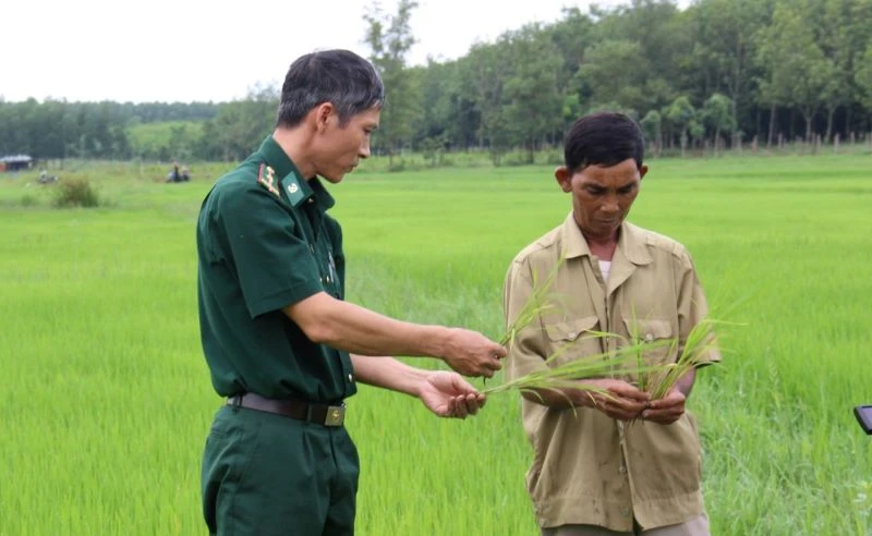 Bộ đội biên phòng tỉnh Bình Phước hỗ trợ đồng bào trồng lúa nước cho năng suất cao.