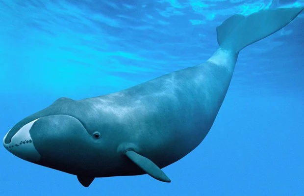 Cá voi đầu bò Bắc Đại Tây Dương.(Nguồn: Wiki)
