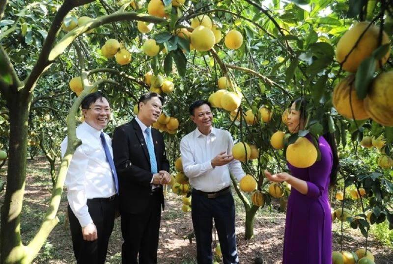 Các đại biểu tham quan vườn cam tại xã Thanh Hải, Lục Ngạn.