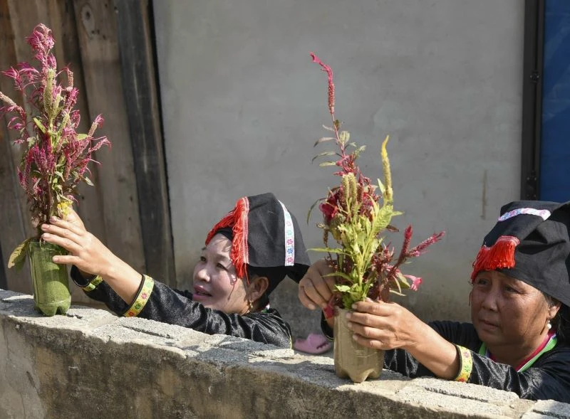 Chuẩn bị đón Tết Hoa thì phụ nữ dân tộc Cống thường trang trí quanh nhà, bản bằng những bông hoa mào gà đẹp nhất.
