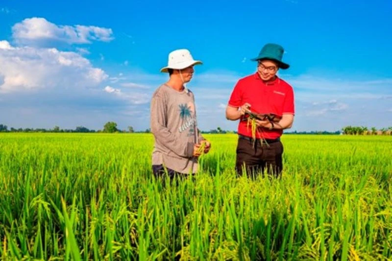 Agribank cung ứng vốn tín dụng phát triển 1 triệu héc-ta lúa chất lượng cao