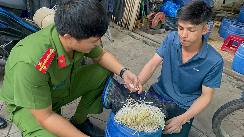 Qua kiểm tra, Công an thành phố Quảng Ngãi phát hiện giá đỗ do chủ cơ sở Đào Văn Lập sản xuất sử dụng hóa chất kích thích tăng trưởng.